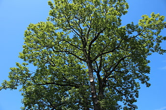 Low angle view of large green tree against blue sky