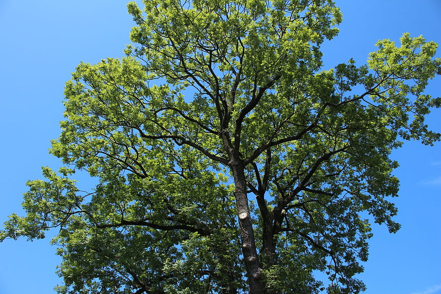 Low angle view of large green tree against blue sky