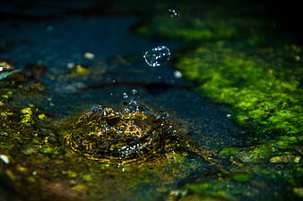 Close-up of water droplet splashing on mossy rock