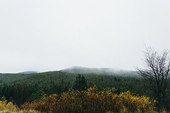 Misty Mountain Landscape with Autumn Forest and Fog
