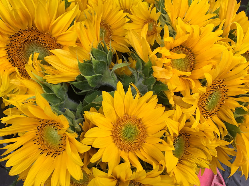 Vibrant bouquet of yellow sunflowers close-up