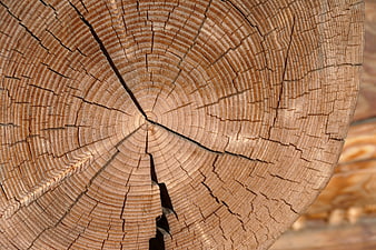 Close-up of weathered tree stump cross-section with growth rings