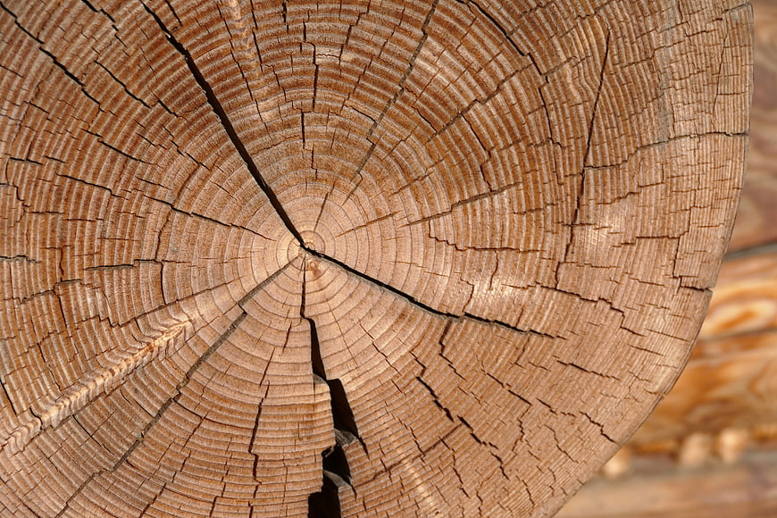Close-up of weathered tree stump cross-section with growth rings