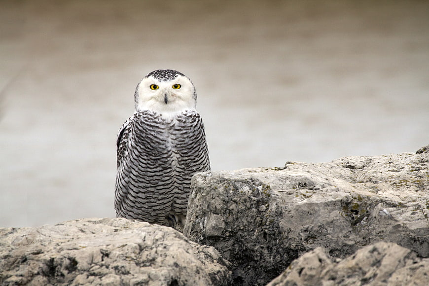Snowy Owl Portrait on Rocky Outcrop