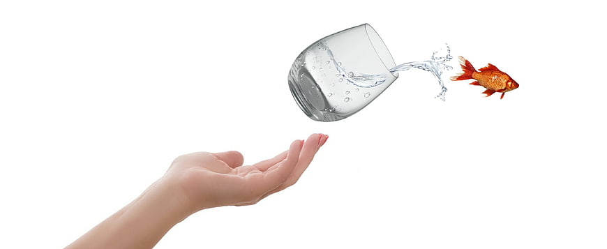 Woman's hand reaching for glass with goldfish, comfort zone concept