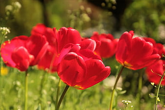 Vibrant Red Tulips Blooming in a Sunny Spring Garden
