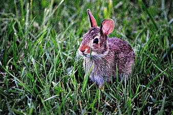 Cute wild rabbit sitting in green grass