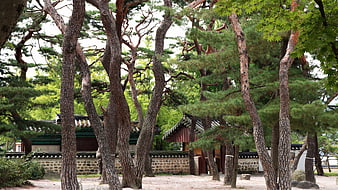 Traditional Korean Architecture Framed By Pine Trees In Gyeongju