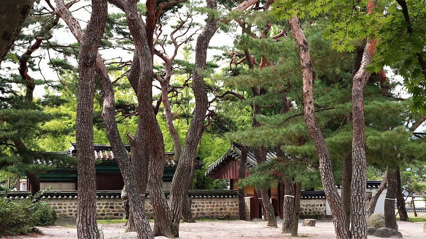 Traditional Korean Architecture Framed By Pine Trees In Gyeongju