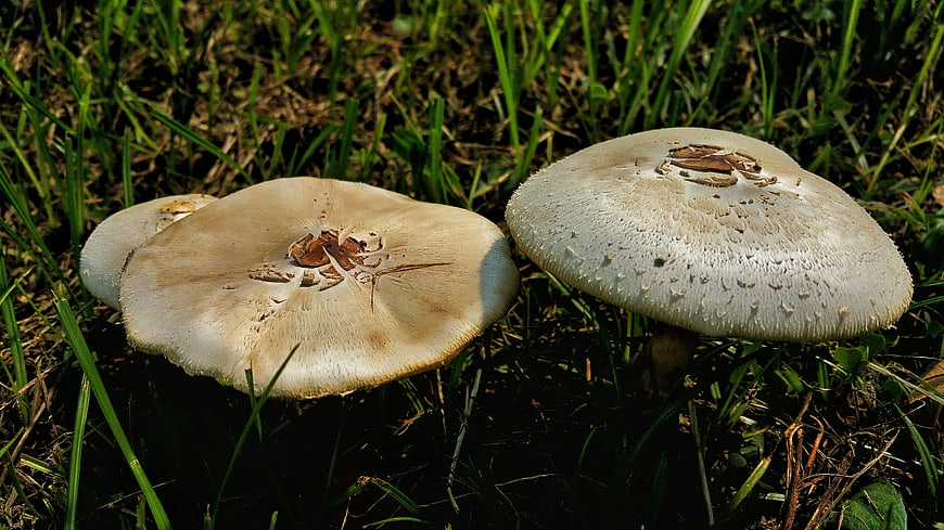 Close-up of wild mushrooms growing in green grass
