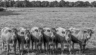 Black and white photo of cows standing in a line in a meadow