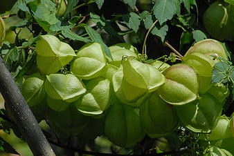 Cluster of Green Balloon Vine Fruits on Vine