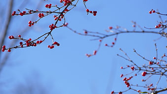 Red Berries on Branches Against Blue Sky