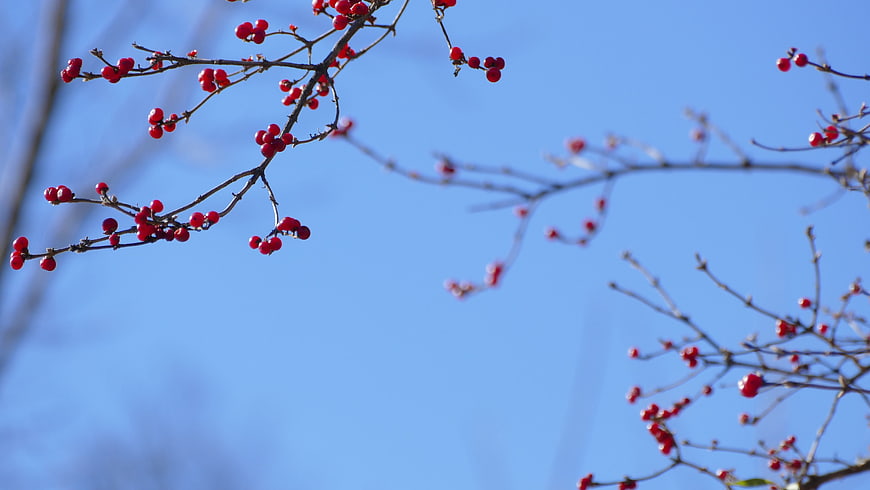 Red Berries on Branches Against Blue Sky