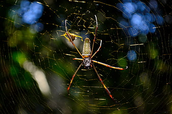 Golden Orb Weaver Spider on Web in Forest