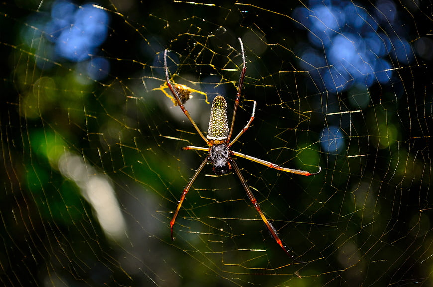 Golden Orb Weaver Spider on Web in Forest