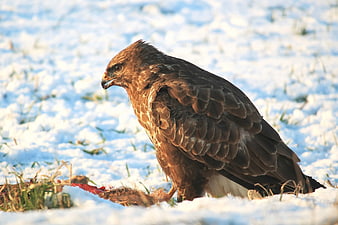 Red-tailed Hawk Feeding on Prey in Snow