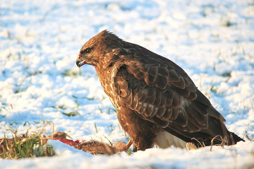 Red-tailed Hawk Feeding on Prey in Snow
