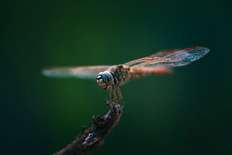 Close-up of a dragonfly perched on a twig