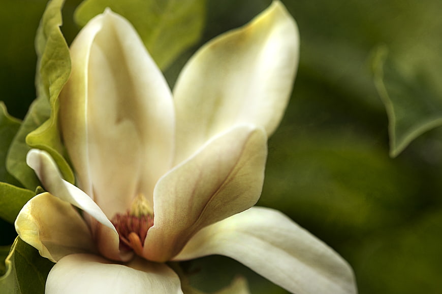 Close-up of a white magnolia flower with green leaves