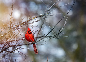 Red Cardinal Perched on Bare Winter Branch