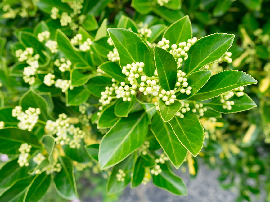 Close-up of Green Leaves and White Flower Buds