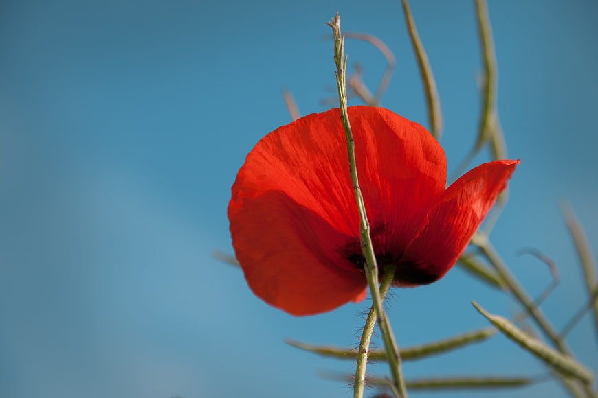 Red Poppy Flower Against Blue Sky Background
