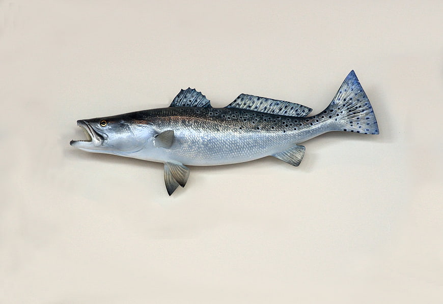Mounted Sea Trout Taxidermy Wall Decor