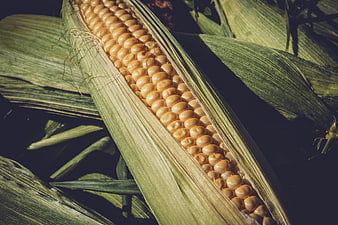 Close-up of fresh sweet corn on the cob with green husks