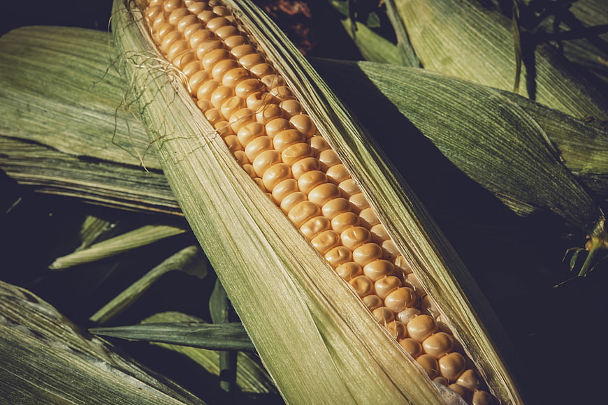 Close-up of fresh sweet corn on the cob with green husks