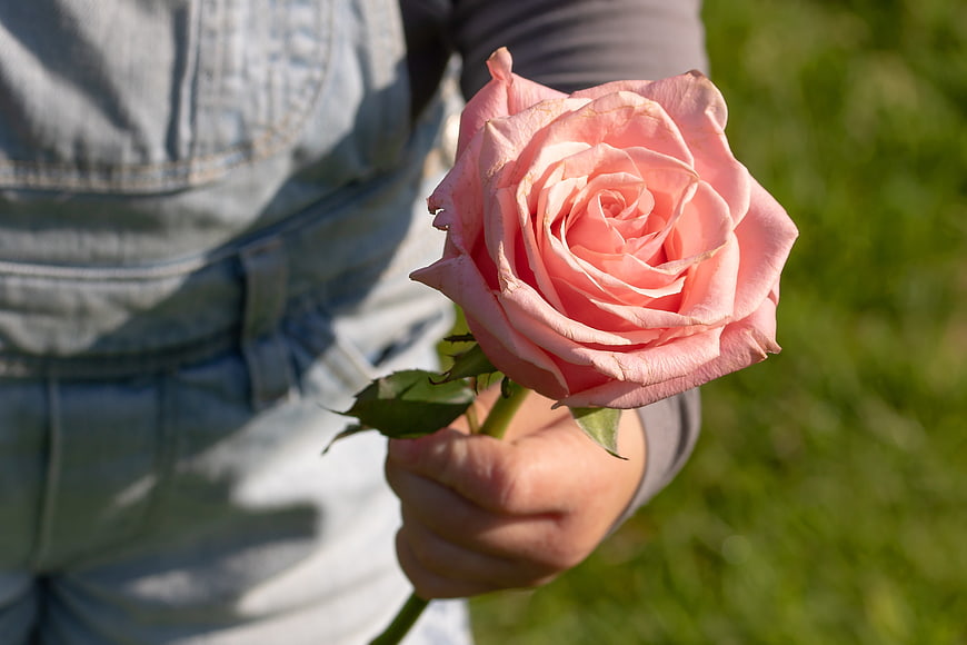 Child's hand holding a pink rose outdoors