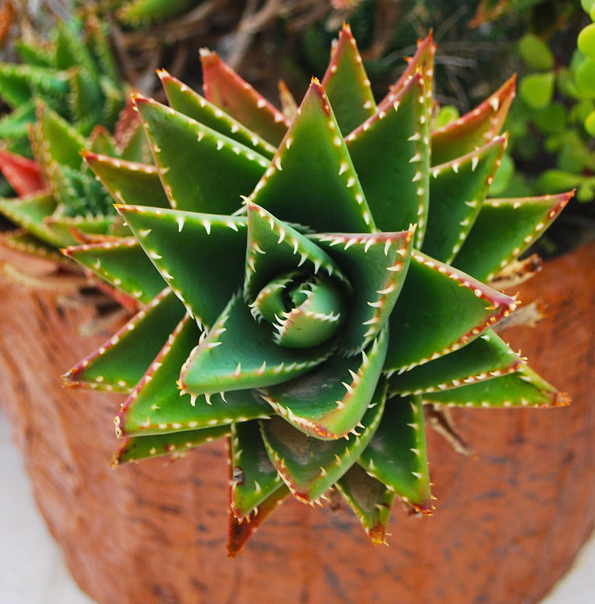 Close-up of Green Aloe Succulent with Spiky Leaves in Pot