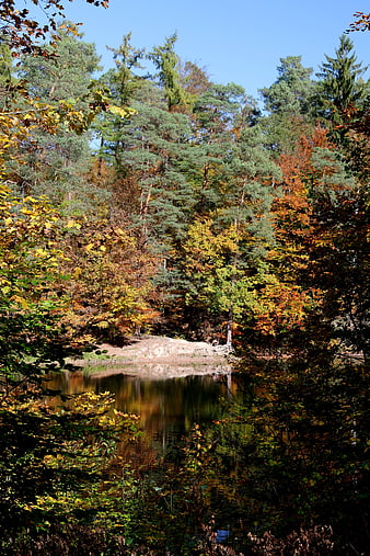 Serene Autumn Lake Reflection in Forest