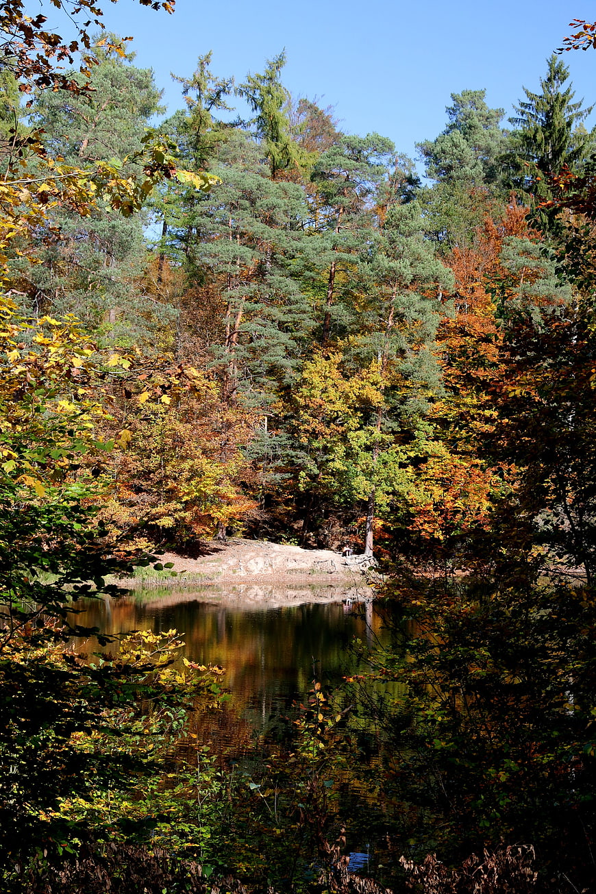Serene Autumn Lake Reflection in Forest