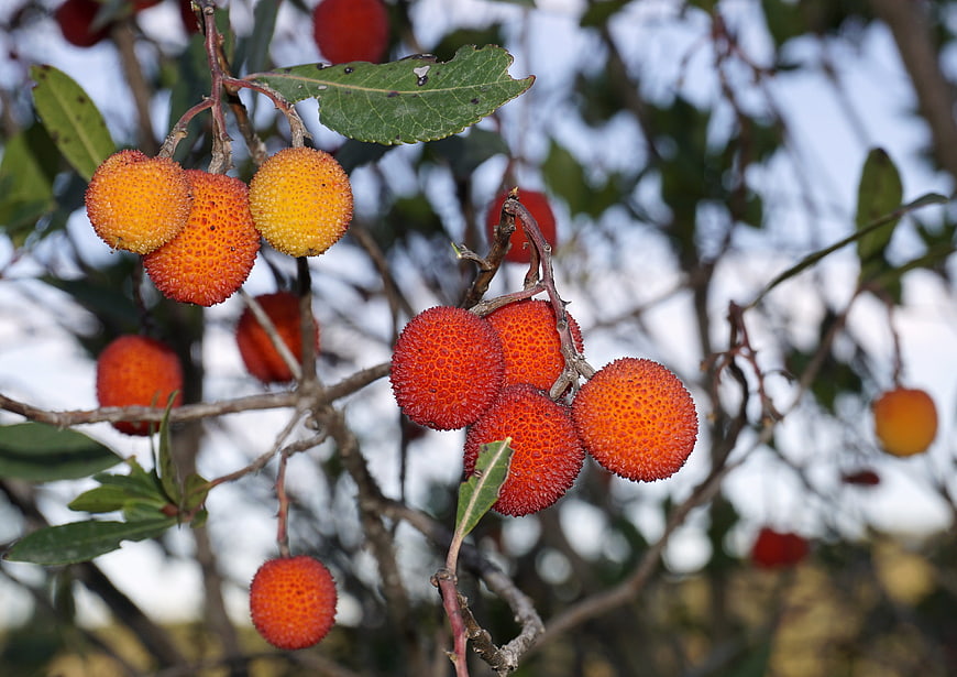 Ripe red bayberry fruits hanging on tree branches
