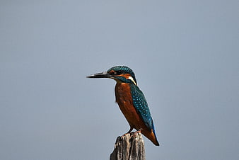 Common Kingfisher Perched on Wooden Post Against Blue Sky