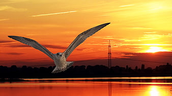 Seagull Flying Over Water at Vibrant Orange Sunset