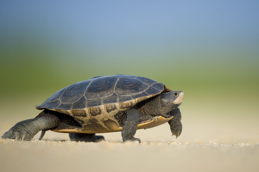Wild turtle walking on sandy ground with blurred natural background