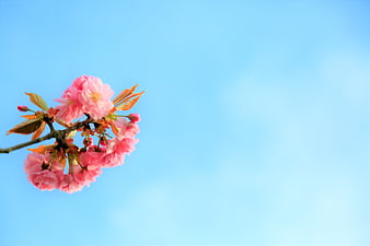 Pink cherry blossoms on a branch against a clear blue sky