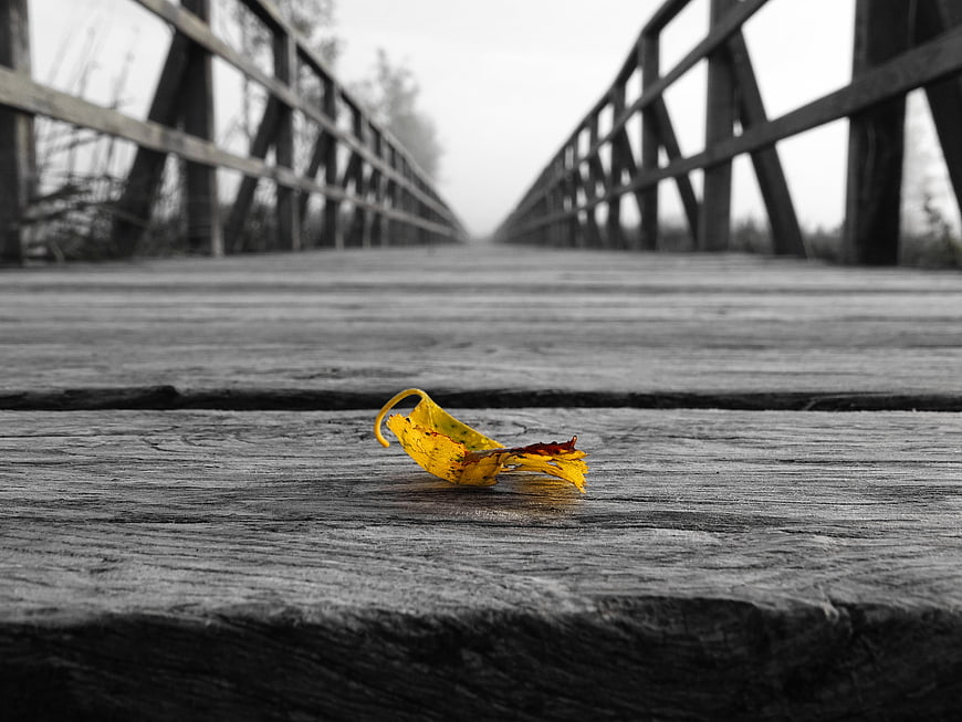 Lone Yellow Leaf on Wooden Bridge in Black and White
