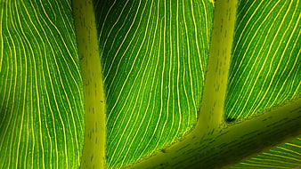 Close-up of vibrant green leaf veins and texture