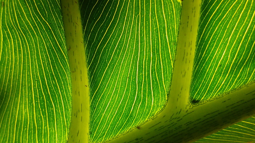 Close-up of vibrant green leaf veins and texture