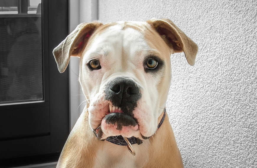 Close-up portrait of a tan and white boxer dog with a funny expression