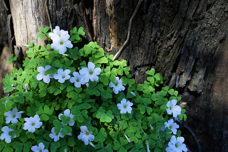 White Wood Sorrel Flowers Growing on Old Tree Stump