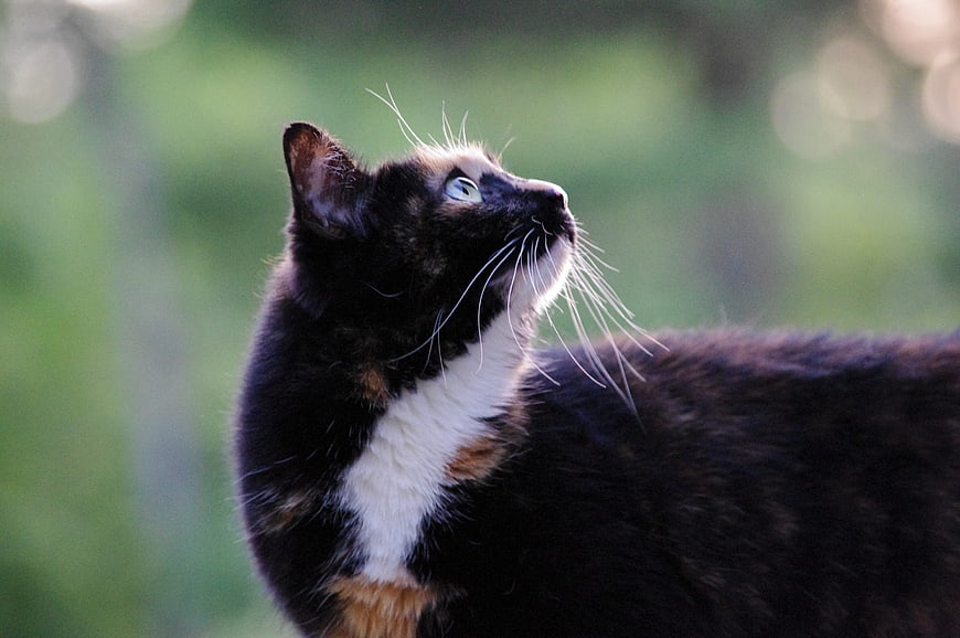 Curious Calico Cat Looking Up in Nature