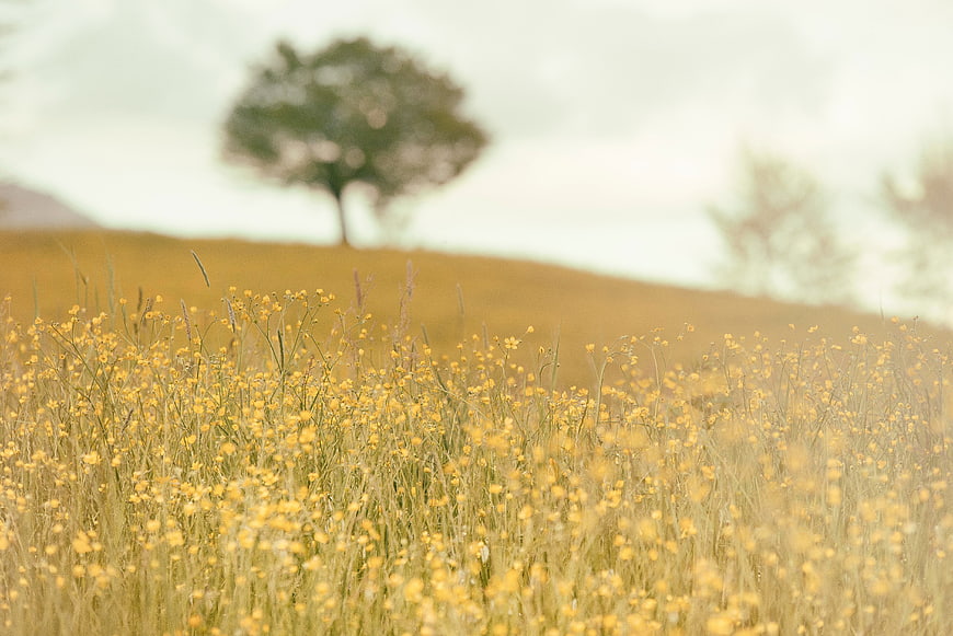 Yellow wildflowers in a field with a blurred tree background