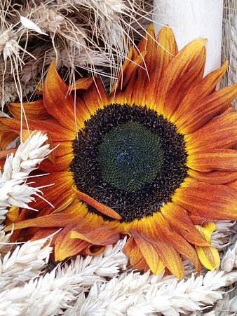 Dried Sunflower and Wheat Stalks Flat Lay