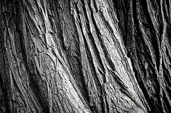 Black and white textured tree bark close-up