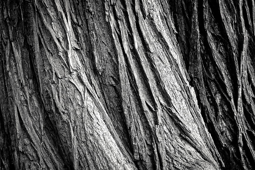 Black and white textured tree bark close-up