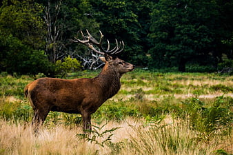 Majestic Red Stag Standing in Grassy Forest Meadow